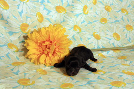 havanese-puppy-in-utah